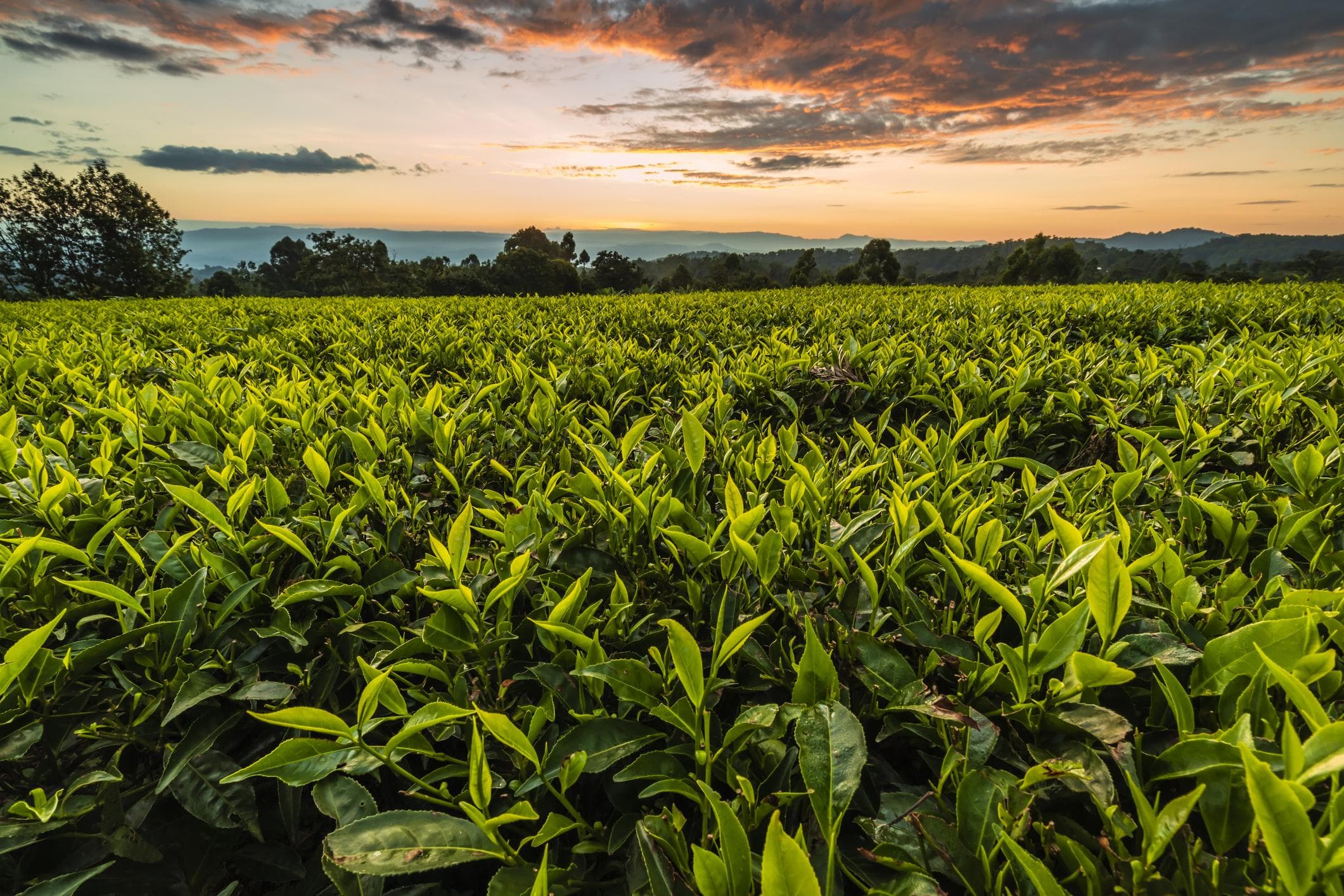 Origine café — Éthiopie